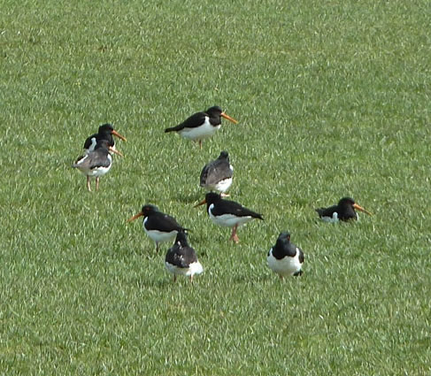 Oyster Catchers